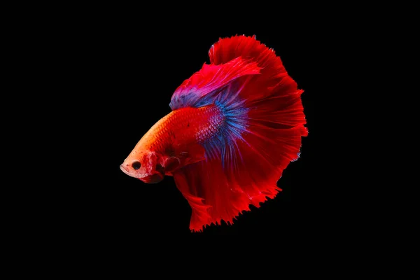 Betta Queue Rouge Bleue Poissons Combat Siamois Betta Splendens Halfmoon — Photo