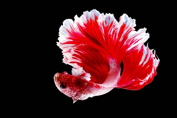 Red and white betta fish, Siamese fighting fish, betta splendens (Halfmoon betta, Pla-kad (biting fish) isolated on black background. File contains a clipping path. — ストック写真