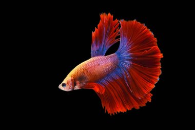 Kırmızı ve mavi kuyruklu betta balığı, Siyam dövüş balığı, betta splendens (Halfmoon betta, Pla-kad (ısıran balık) siyah arka planda izole. Dosya bir kırpma yolu içeriyor
