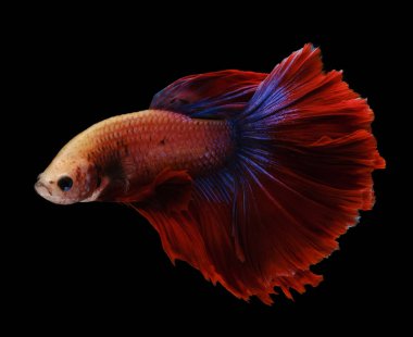 Kırmızı ve mavi kuyruklu betta balığı, Siyam dövüş balığı, betta splendens (Halfmoon betta, Pla-kad (ısıran balık) siyah arka planda izole. Dosya bir kırpma yolu içeriyor.