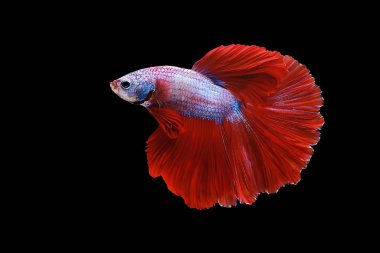 Red and white betta fish, Siamese fighting fish, betta splendens (Halfmoon betta, Pla-kad (biting fish) isolated on black background. File contains a clipping path.