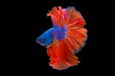 Blue with orange tail  Betta Siamese fighting fish, betta splendens (Halfmoon betta, Pla-kad (biting fish) isolated on black background. File contains a clipping path.