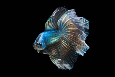 Drak green fighting fish with golden reflections Isolated on a black background.File consists of the clipping path.