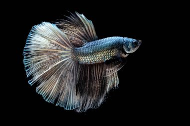 Drak green fighting fish with golden reflections Isolated on a black background.File consists of the clipping path.