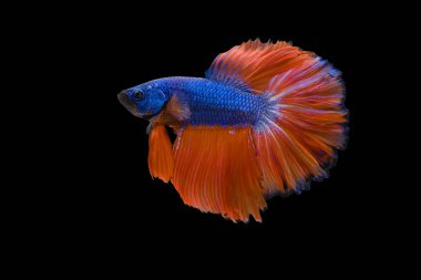 Blue with orange tail  Betta Siamese fighting fish, betta splendens (Halfmoon betta, Pla-kad (biting fish) isolated on black background. File contains a clipping path.