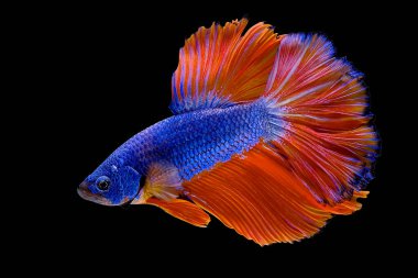 Blue with orange tail  Betta Siamese fighting fish, betta splendens (Halfmoon betta, Pla-kad (biting fish) isolated on black background. File contains a clipping path.
