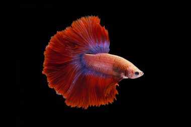 Kırmızı ve mavi kuyruklu betta balığı, Siyam dövüş balığı, betta splendens (Halfmoon betta, Pla-kad (ısıran balık) siyah arka planda izole. Dosya bir kırpma yolu içeriyor.