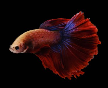 Kırmızı ve mavi kuyruklu betta balığı, Siyam dövüş balığı, betta splendens (Halfmoon betta, Pla-kad (ısıran balık) siyah arka planda izole. Dosya bir kırpma yolu içeriyor.