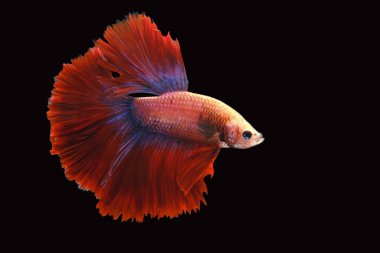 Kırmızı ve mavi kuyruklu betta balığı, Siyam dövüş balığı, betta splendens (Halfmoon betta, Pla-kad (ısıran balık) siyah arka planda izole. Dosya bir kırpma yolu içeriyor.