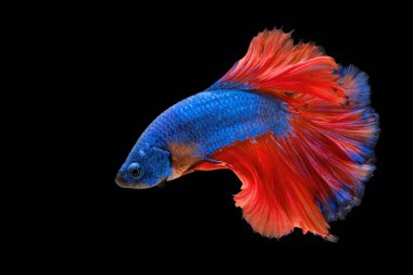 Blue with orange tail  Betta Siamese fighting fish, betta splendens (Halfmoon betta, Pla-kad (biting fish) isolated on black background. File contains a clipping path.