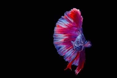 Beta balığı, Siyam dövüşçüsü balığı, siyam balığı dövüşçüsü betta splendens (Halfmoon betta, Betta splendens Pla-kad (ısıran balık) siyah arka planda izole edilmiş