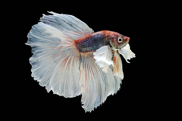 Dumbo Betta , red body, white tail, betta splendens Halfmoon betta, Pla-kad (biting fish) isolated on black background. File contains a clipping path. — Stock Photo, Image