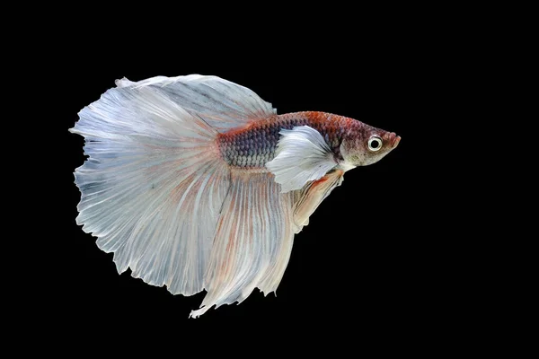 Dumbo Betta, червоне тіло, білий хвіст, бетта-пишнота (Halfmoon betta, Pla-kad) ізольований на чорному тлі. Файл містить відсікання шляху. — стокове фото