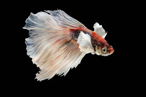 Dumbo Betta , red body, white tail, betta splendens (Halfmoon betta, Pla-kad (biting fish) isolated on black background. File contains a clipping path. — Stock Photo, Image