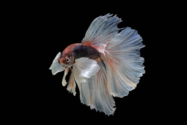 Dumbo Betta, cuerpo rojo, cola blanca, betta splendens Halfmoon betta, Pla-kad (peces mordedores) aislado sobre fondo negro. El archivo contiene una ruta de recorte . —  Fotos de Stock