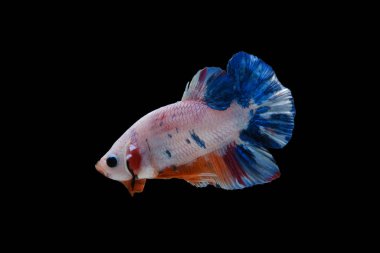 Wild betta fish, Siamese fighting fish, Pla-kad (Biting fish) isolated on black background. File contains a clipping path.