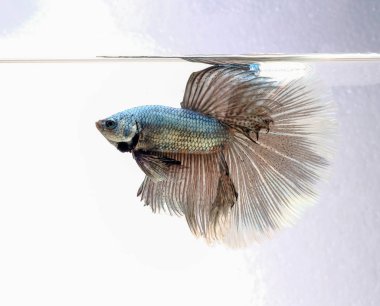 The moving moment of Siamese fighting fish,Betta splendens Pla-kad ( biting fish ) Thai isolated on White background.