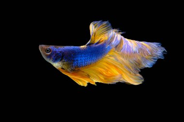 Dark blue and yellow  batte fish has color blue and pink at tails, isolated on a black background. File contains a clipping path.
