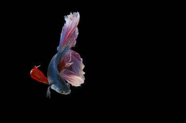 Red and blue tail  betta fish, Siamese fighting fish, betta splendens (Halfmoon betta, Pla-kad (biting fish) isolated on black background.
