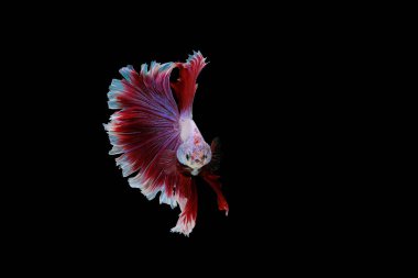 Kırmızı ve beyaz betta balığı, Siyam dövüş balığı, betta splendens (Halfmoon betta, Pla-kad (ısıran balık) siyah arka planda izole edilmiş.