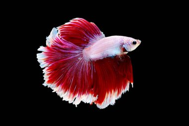 Kırmızı ve beyaz betta balığı, Siyam dövüş balığı, betta splendens (Halfmoon betta, Pla-kad (ısıran balık) siyah arka planda izole edilmiş.