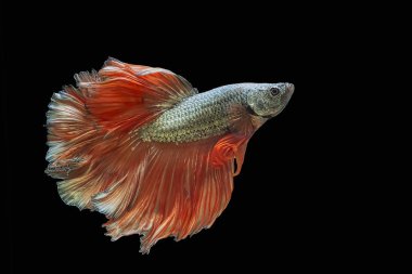 Glod and orange tail etta fish,Siamese fighting fish,siamese fighting fish betta splendens (Halfmoon betta,Betta splendens Pla-kad ( biting fish) isolated on black background.