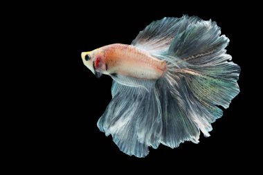 Betta fish, Siamese fighting fish, betta splendens (Halfmoon betta, Pla-kad (biting fish) isolated on black background.
