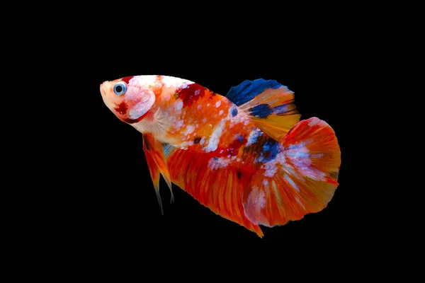 Wild Betta Fish Siamese Fighting Fish Pla Kad Biting Fish — Stok fotoğraf