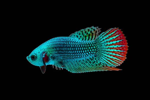 Wild Etta Fish Siamese Fighting Fish Pla Kad Biting Fish — Fotografia de Stock