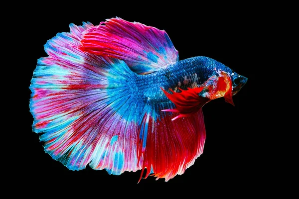 Multi Color Batte Fish Has Color Blue Pink Tails Isolated — Stock Photo, Image