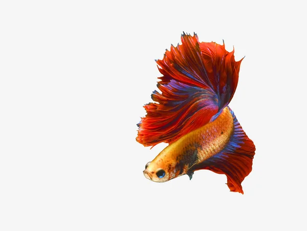 Червоно Синій Хвіст Бета Риби Сіамські Бойові Риби Бетта Чудові — стокове фото
