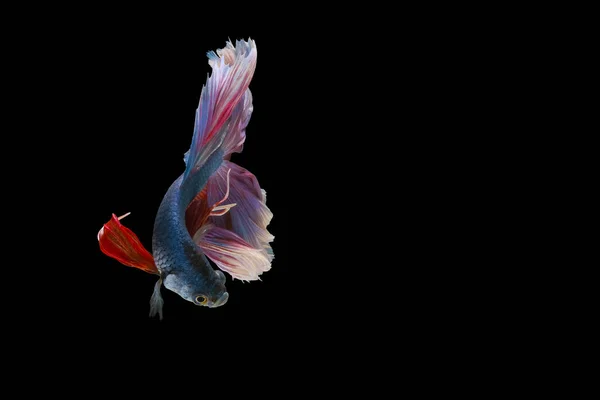 Красный Синий Хвост Betta Рыбы Сиамские Боевые Рыбы Betta Splendens — стоковое фото