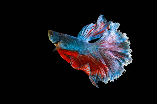 Κόκκινη Και Μπλε Ουρά Betta Fish Σιαμαία Ψάρια Που Αγωνίζονται — Φωτογραφία Αρχείου