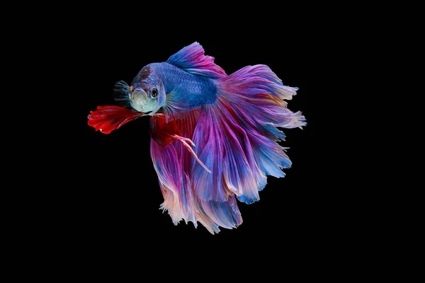 Red Blue Tail Betta Fish Siamese Fighting Fish Betta Splendens — Stock Photo, Image