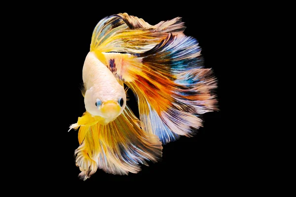 Abstract Action Aggressive Animal Aquarium Aquatic Art Background Beautiful Beauty — Stock Photo, Image