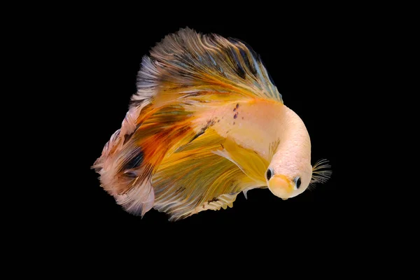 Abstraktní Akce Agresivní Zvíře Akvárium Vodní Umění Pozadí Krásný Krása — Stock fotografie