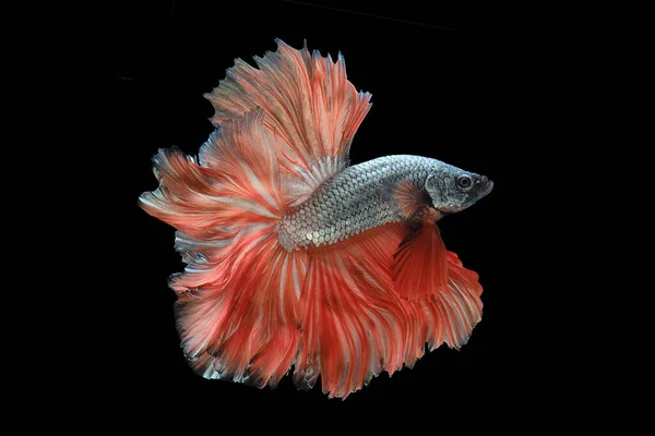 Glod Orange Tail Betta Fish Siamese Fighting Fish Betta Splendens — 图库照片