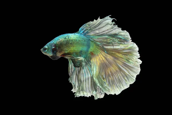 Blue Green Fighting Fish Golden Reflections Isolated Black Background File — Stok fotoğraf