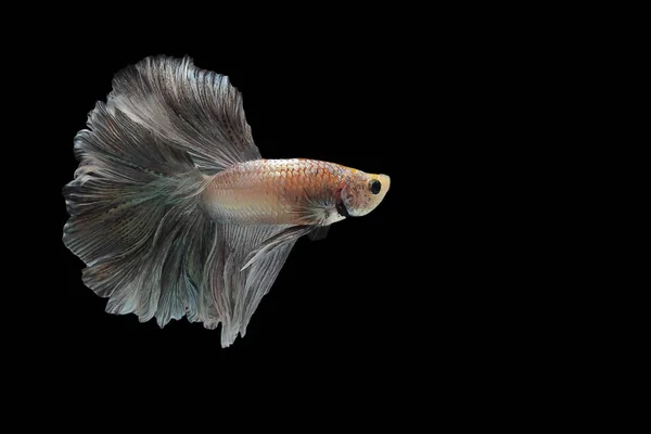 Betta vis, Siamese vechtvis, betta pracht (Halfmaan betta, Pla-kad (bijtende vis) geïsoleerd op zwarte achtergrond. Het bestand bevat een clipping pad. — Stockfoto