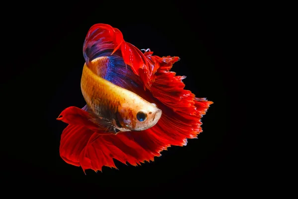 Stockfotos Betta Splendens Half Moon Bilder Stockfotografie Betta Splendens Half Moon Lizenzfreie Fotos Seite 7 Depositphotos