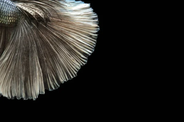 Texture Tail Siamese Fighting Fish Betta Splendens Isolated Black Background Stock Picture