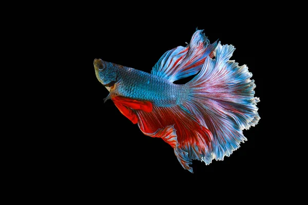 Red Blue Tail Betta Fish Siamese Fighting Fish Betta Splendens Stock Image