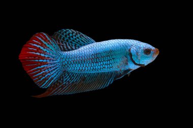 Blue and red wild betta fish, Siamese fighting fish, Pla-kad (Biting fish) isolated on black background.