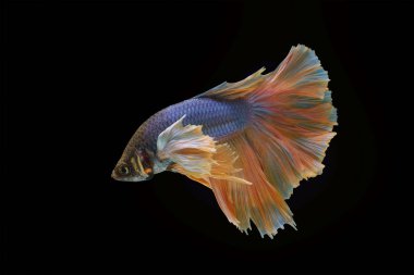 Yellow Dumbo Betta Siamese fighting fish, betta splendens (Halfmoon betta, Pla-kad (biting fish) isolated on black background.