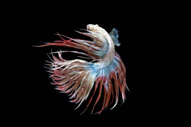 Beyaz kırmızı ve mavi kuyruk, beyaz kırmızı ve mavi betta balığı, Siyam dövüşen balığı, betta splendens (Halfmoon betta, Pla-kad (ısıran balık) siyah arka planda izole edilmiş.