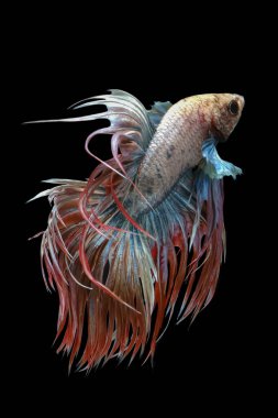 Beyaz kırmızı ve mavi kuyruk, beyaz kırmızı ve mavi betta balığı, Siyam dövüşen balığı, betta splendens (Halfmoon betta, Pla-kad (ısıran balık) siyah arka planda izole edilmiş.