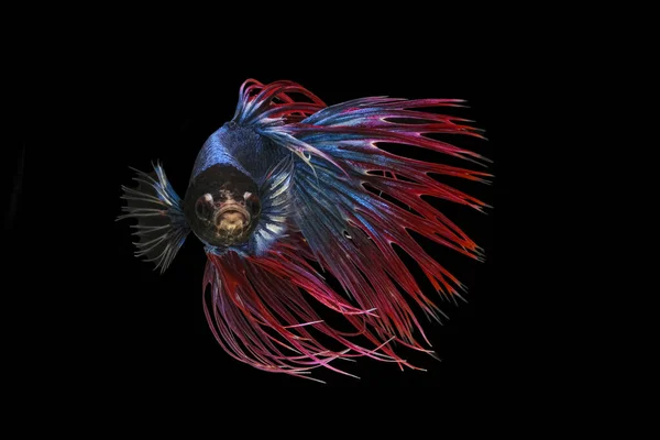 White Red Blue Crowntail White Red Blue Betta Fish Siamese — Stock Photo, Image