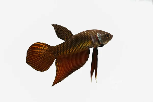 Wild Betta Fish Siamese Fighting Fish Pla Kad Biting Fish — Stock Photo, Image