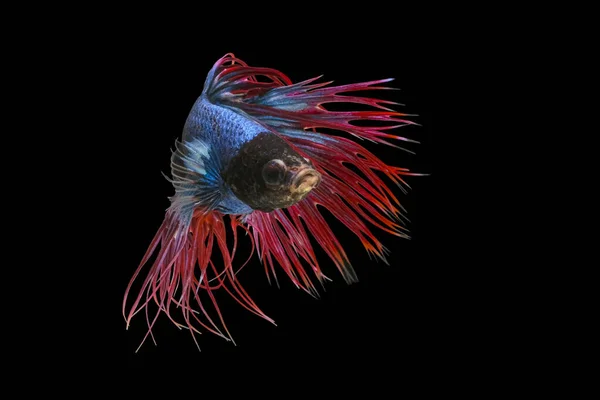 Stockfotos Betta Splendens Half Moon Bilder Stockfotografie Betta Splendens Half Moon Lizenzfreie Fotos Seite 6 Depositphotos