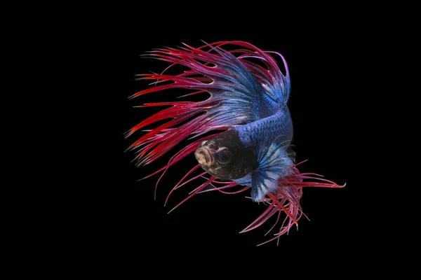 White Red Blue Crowntail White Red Blue Betta Fish Siamese Stock Photo